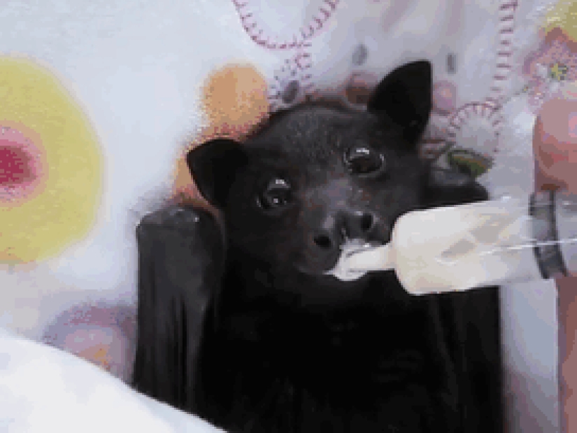 Why we are no longer afraid of bats