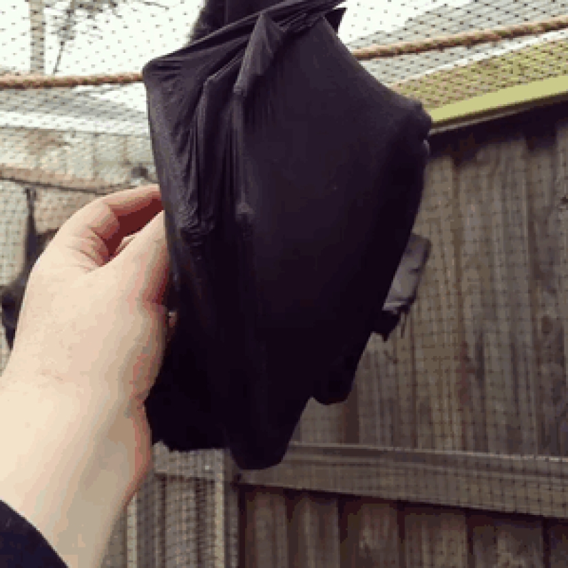 Why we are no longer afraid of bats