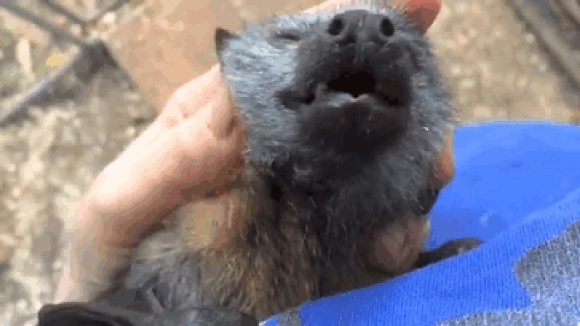 Why we are no longer afraid of bats