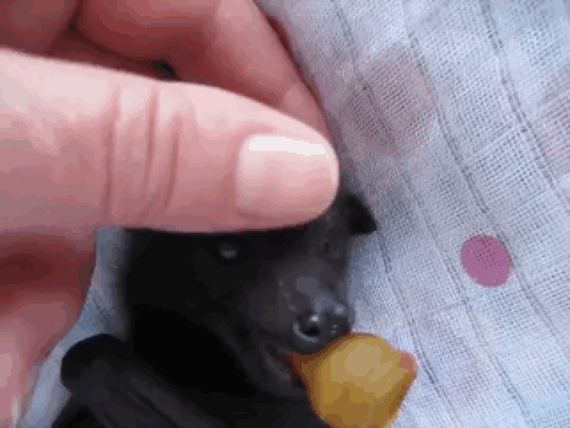 Why we are no longer afraid of bats