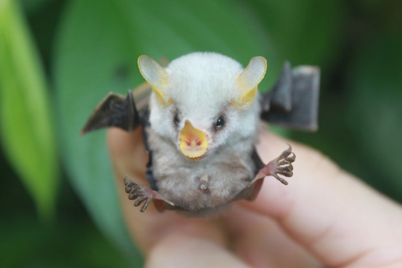 Why we are no longer afraid of bats