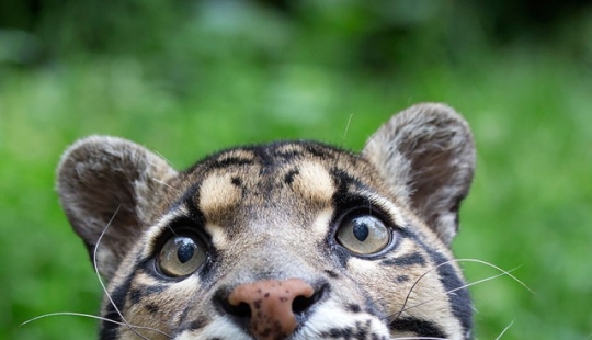 Wild cats you might not know about