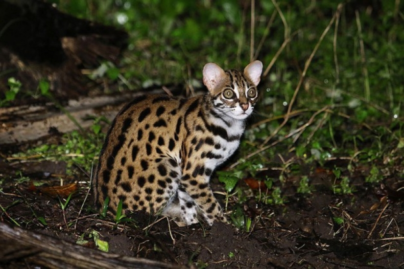Wild cats you might not know about