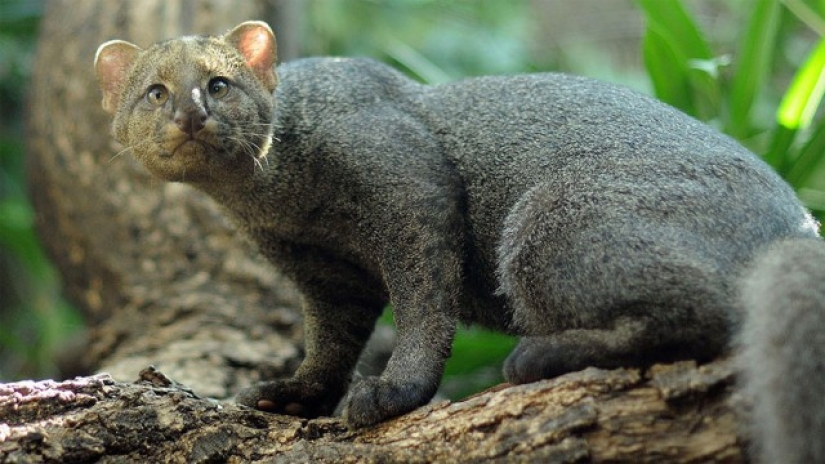 Wild cats you might not know about