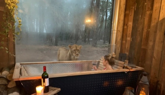 Wild night: a stunning hotel has opened in Kent, where you can relax next door to the lions Wild night: a stunning hotel has opened in Kent, where you can relax next door to the lions