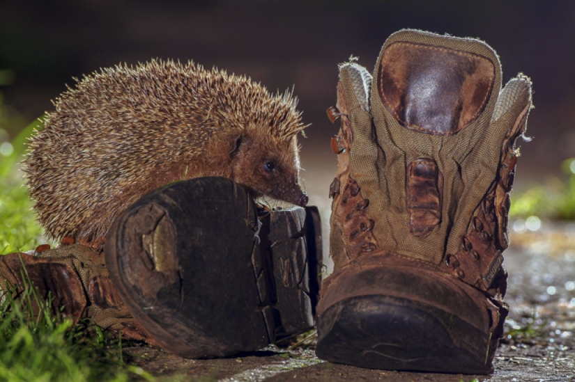 Wildlife life in a big city