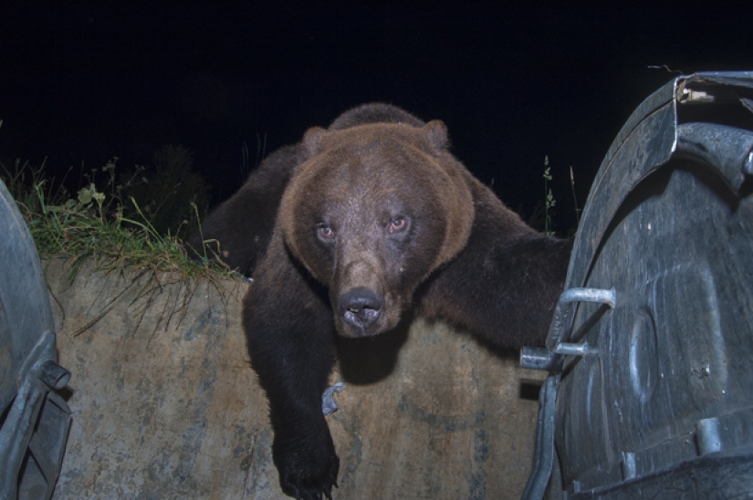 Wildlife life in a big city