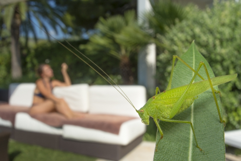 Wildlife life in a big city