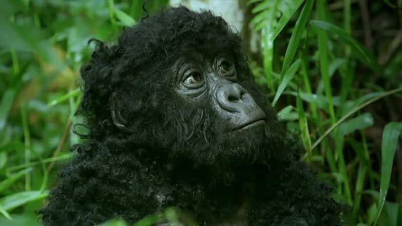 Will mountain gorillas accept a small robot into their pack?
