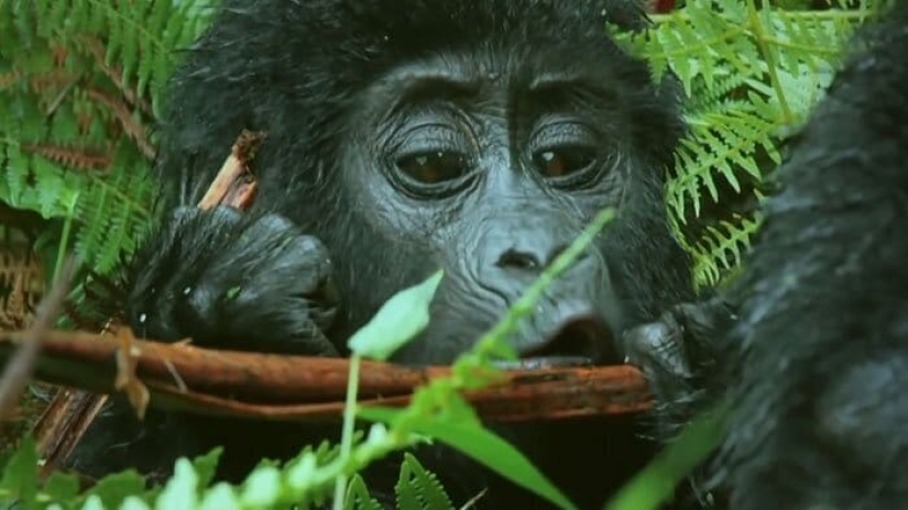 Will mountain gorillas accept a small robot into their pack?