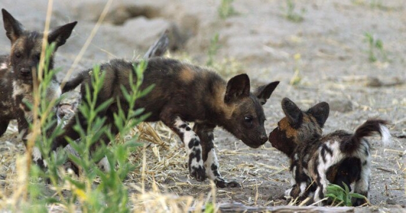 Will mountain gorillas accept a small robot into their pack?