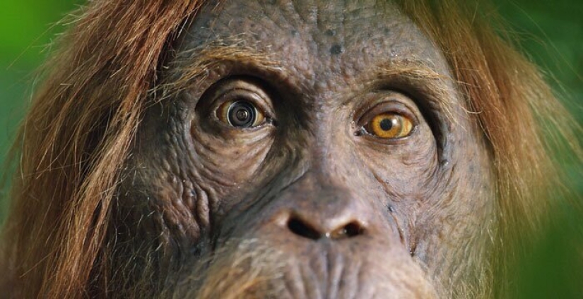 Will mountain gorillas accept a small robot into their pack?