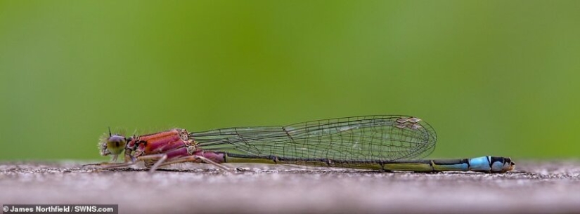 Winners of the Essex Wildlife Photography Contest