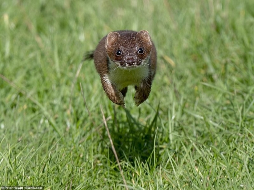 Winners of the Essex Wildlife Photography Contest