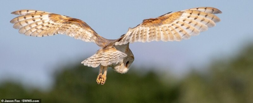 Winners of the Essex Wildlife Photography Contest