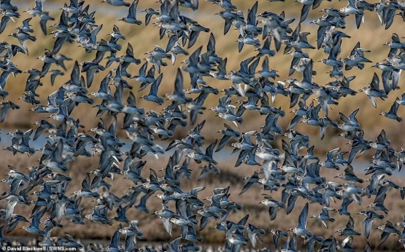 Winners of the Essex Wildlife Photography Contest