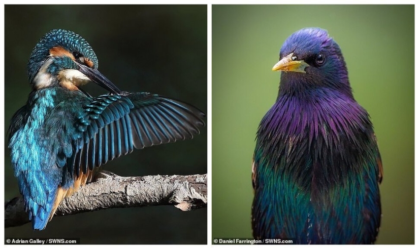 Winners of the Essex Wildlife Photography Contest