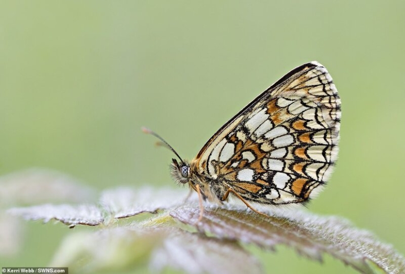 Winners of the Essex Wildlife Photography Contest