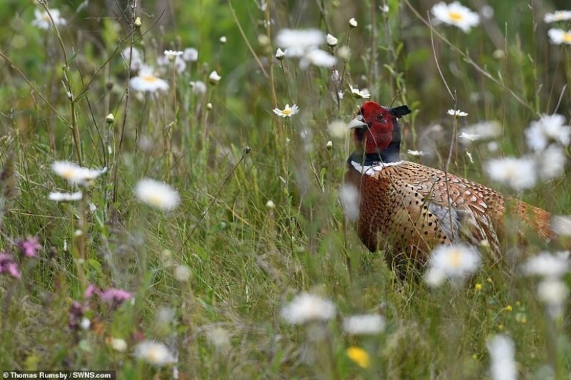 Winners of the Essex Wildlife Photography Contest