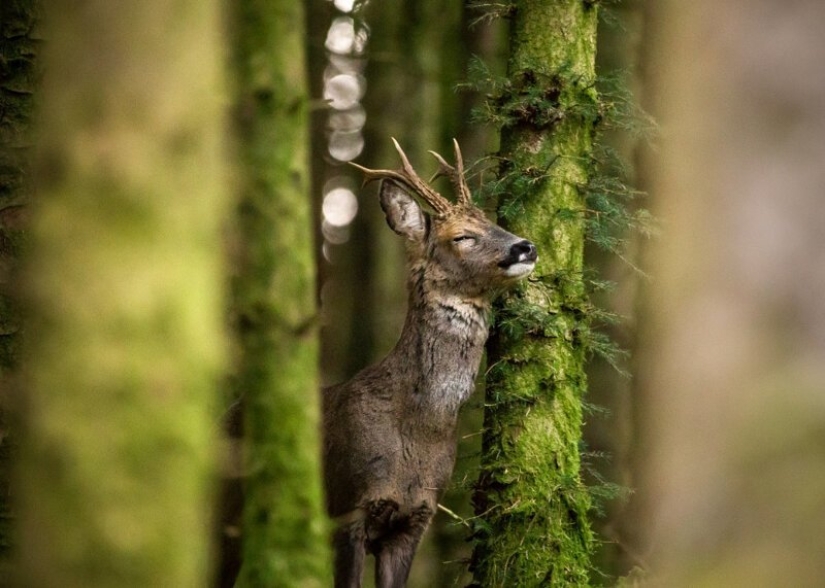 Winners of the Mammalian Photographer of the Year 2020 Amateur Photography Contest