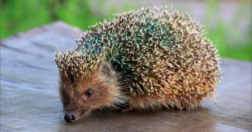 Women's underwear made of hedgehog skins caused outrage in the cultural capital