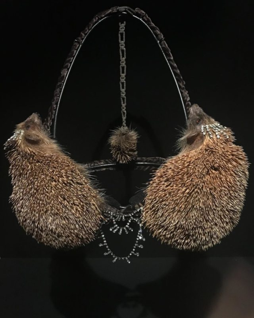 Women's underwear made of hedgehog skins caused outrage in the cultural capital