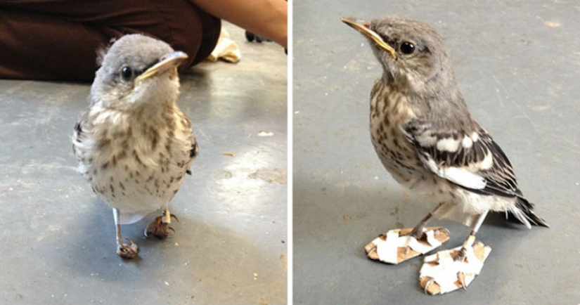 Wounded little bird's legs were cured with the help of "snowshoes"