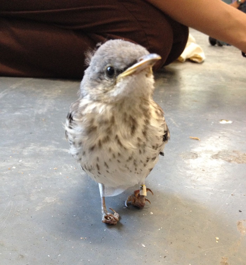 Wounded little bird's legs were cured with the help of "snowshoes"