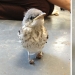 Wounded little bird's legs were cured with the help of "snowshoes"