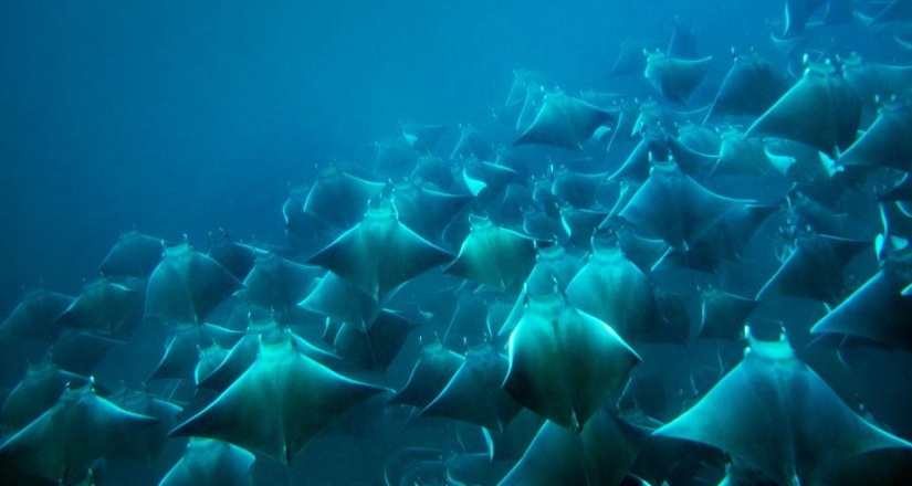 Y quiero volar: ¿por qué las rayas saltan del agua?