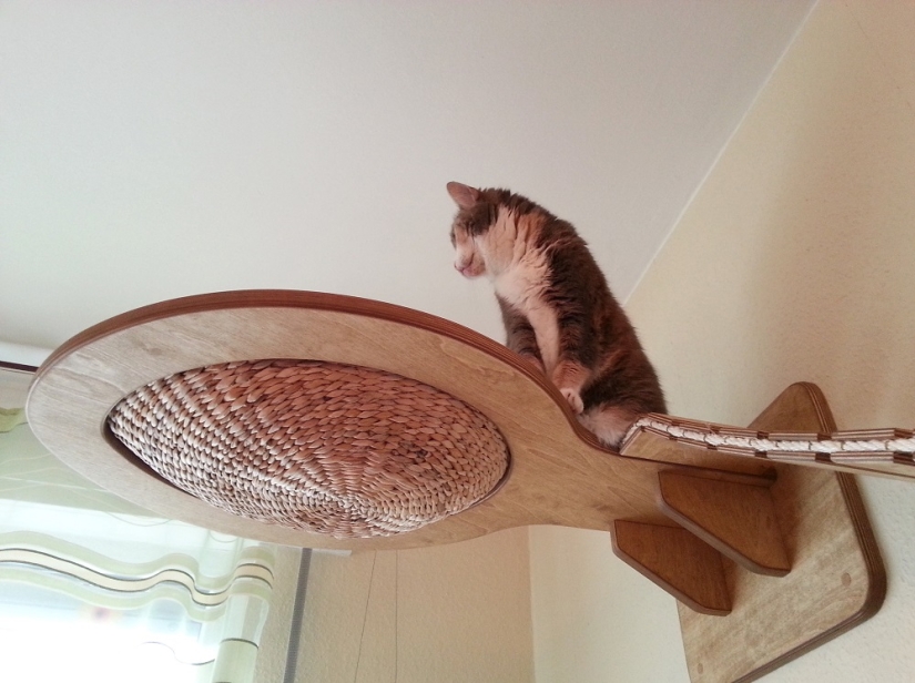 Y tú juegas, juegas, juegas, juegas: parques infantiles para gatos