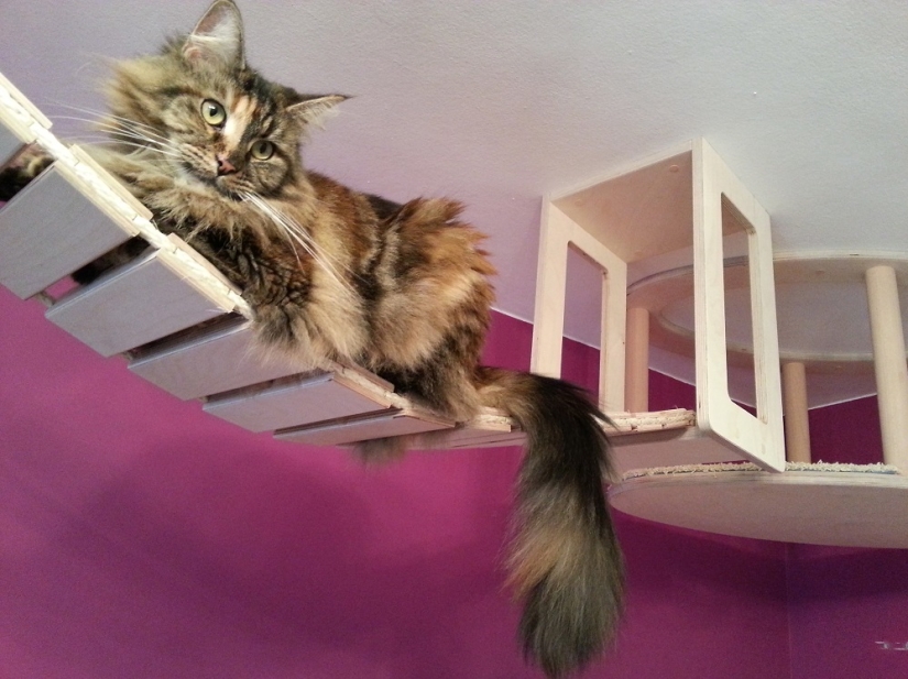 Y tú juegas, juegas, juegas, juegas: parques infantiles para gatos