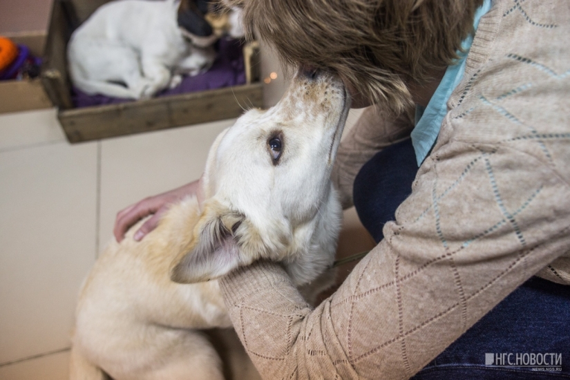 You can't feed them, but you can take them home: a cafe with stray dogs has been opened in Novosibirsk
