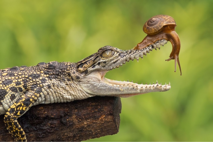 You haven't seen such a fearless snail yet