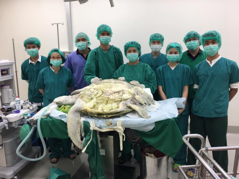 You won't believe what the veterinarians extracted from this turtle!
