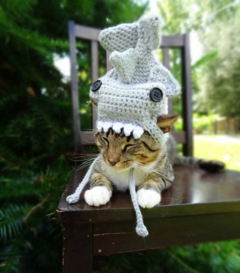 Your cat needs such a hat!
