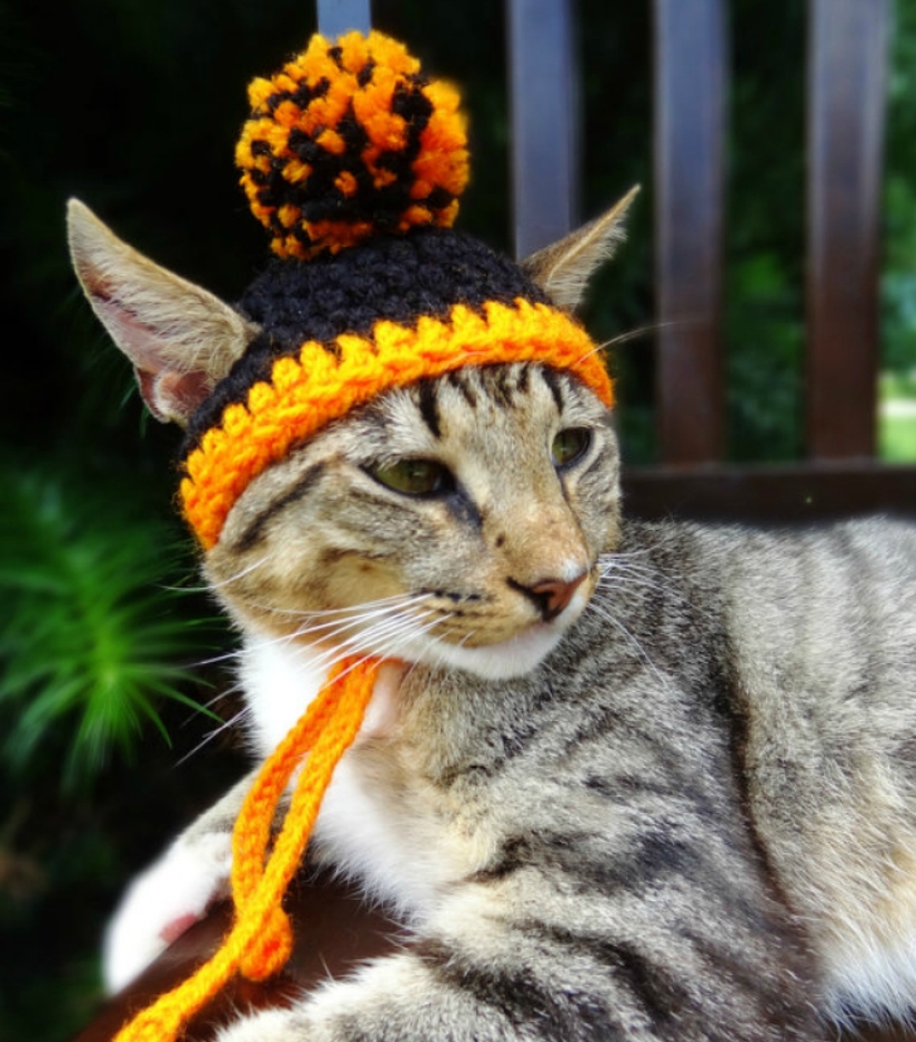 Your cat needs such a hat!