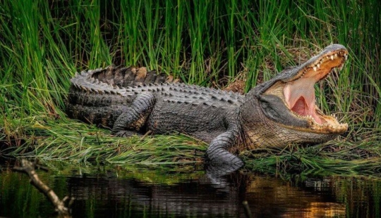 Zambianos atraparon y mataron a un hombre lobo