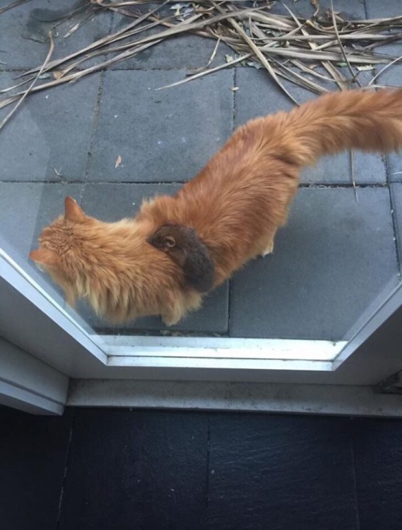 Zarigüeyas haciendo cosas ridículas y adorables Zarigüeyas haciendo cosas ridículas y adorables