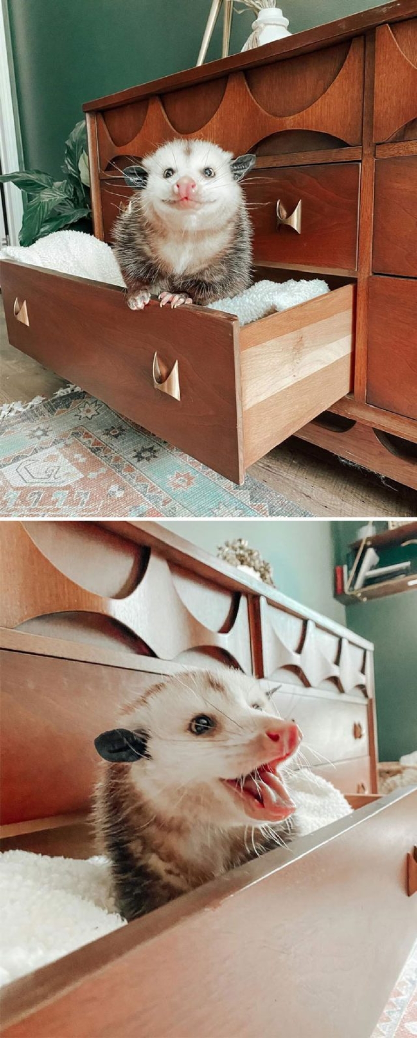 Zarigüeyas haciendo cosas ridículas y adorables Zarigüeyas haciendo cosas ridículas y adorables