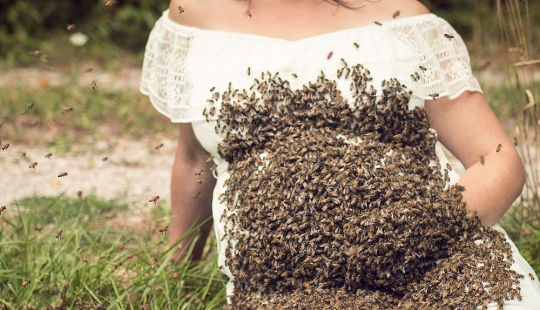 Zhu-zhu-creepy shots: a pregnant American woman arranged a photo shoot with a swarm of bees