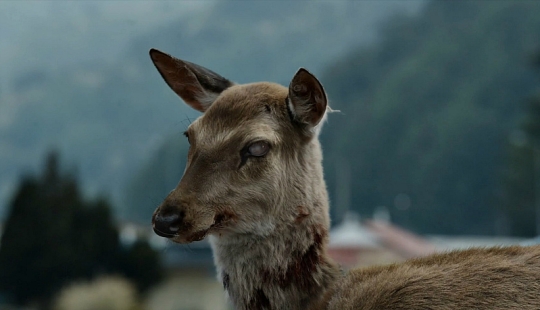 Zombie disease is spreading among deer in the USA