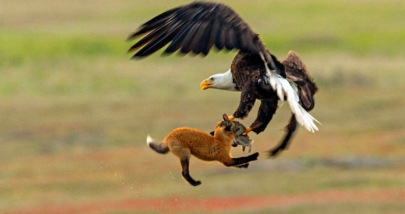 Zoobitva of the year: an epic battle of an eagle and a fox for lunch Zoobitva of the year: an epic battle of an eagle and a fox for lunch