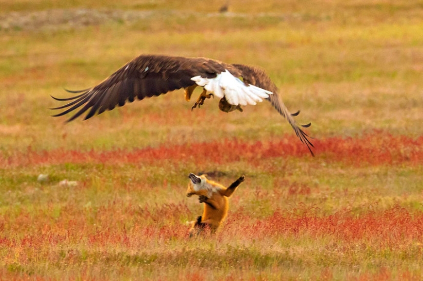 Zoobitva of the year: an epic battle of an eagle and a fox for lunch Zoobitva of the year: an epic battle of an eagle and a fox for lunch