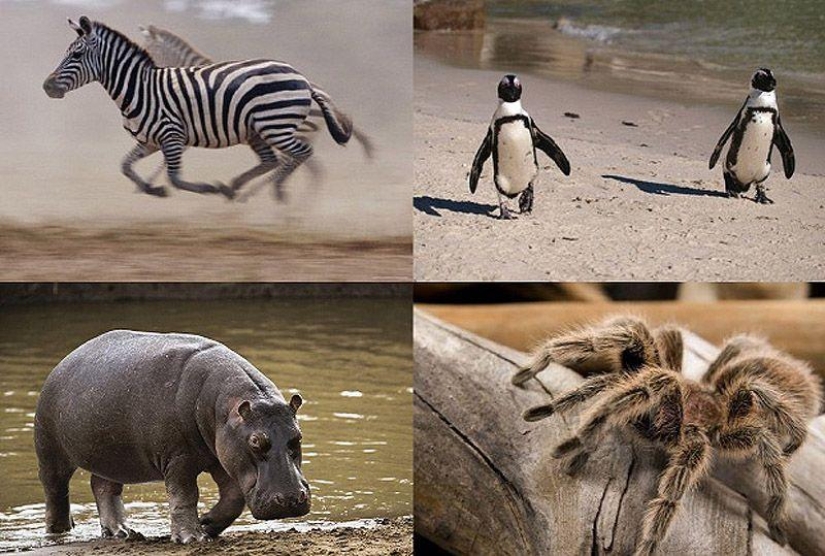10 Animal Species You'll See in Unexpected Places 10 Animal Species You'll See in Unexpected Places