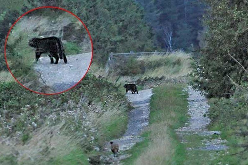 10 Animal Species You'll See in Unexpected Places 10 Animal Species You'll See in Unexpected Places