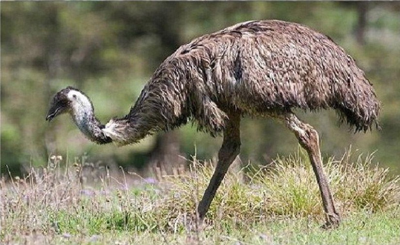 10 Animal Species You'll See in Unexpected Places 10 Animal Species You'll See in Unexpected Places