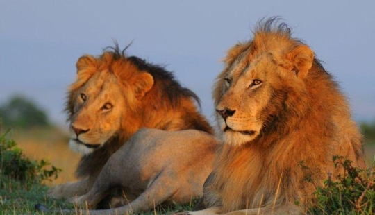 10 animales homosexuales