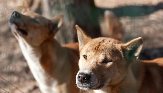 10 animales que fueron redescubiertos después de que se creía extintos