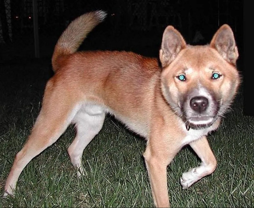 10 animales que fueron redescubiertos después de que se creía extintos